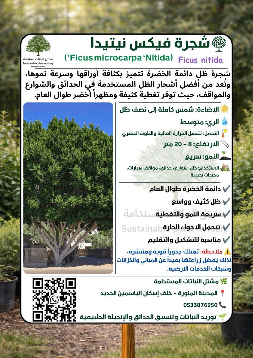 Sustplants's tweet photo. شجرة فيكس نيتيدا او فكس نتدا 🌳
معلومات مختصره مفيده
#كل_يوم_شجرة
#مشتل_النباتات_المستدامة #المدينة_المنورة #نباتات #زراعة #معلومات_مختصره_مفيده https://t.co/jPV4jCx0ru