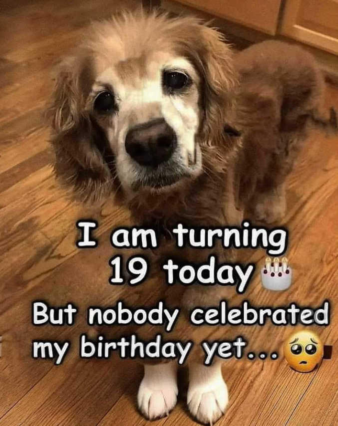BestinDogs's tweet photo. https://t.co/VIsysTTpt1