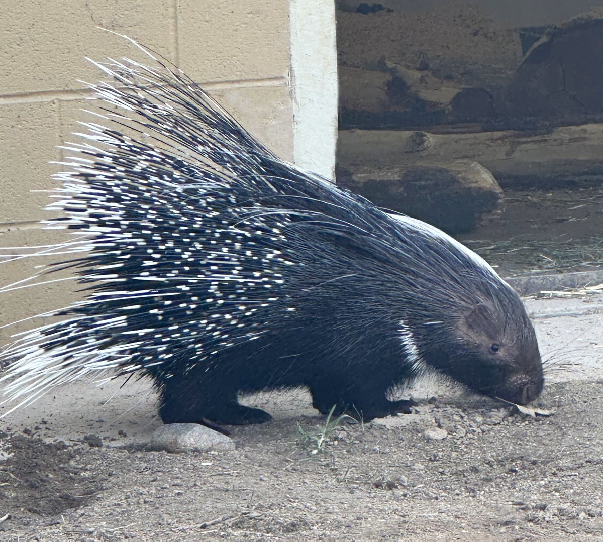 ZooBoise's tweet photo. The results are in: Meet Opal and Onyx! You officially named our African Cape porcupine sisters.

Inspired by the Gem State of Idaho (and a Taylor Swift song?), Opal and Onyx earned an impressive 51% of votes.

As nocturnal mammals, they're currently adjusting to their new home. https://t.co/i21dlRmBXT