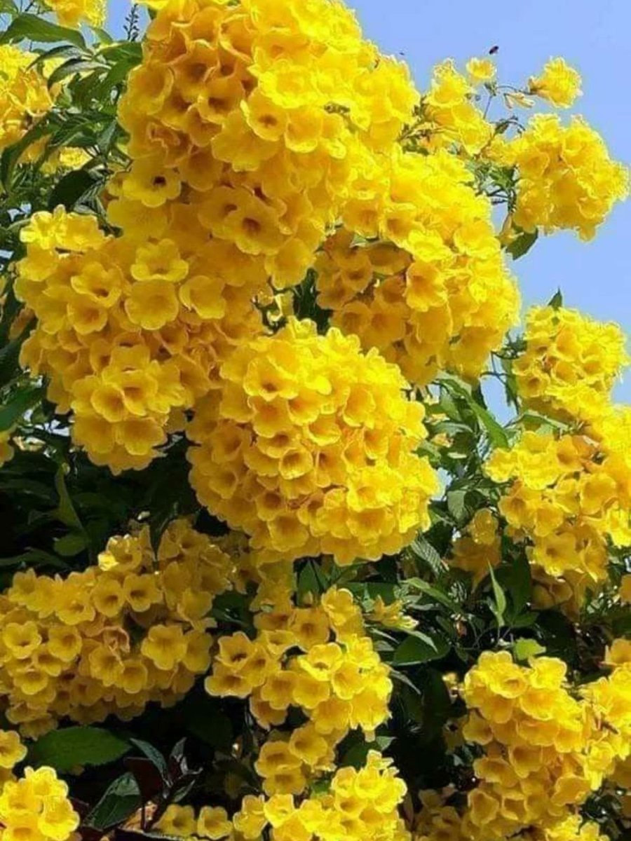Simge 🍂☔🍁 tweet media