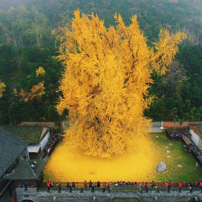 AMAZlNGNATURE's tweet photo. This 1400 year old Ginkgo tree in China

Ginkgo trees are often called “living fossils” because they have existed for more than 200 million years and have changed very little over time https://t.co/8Mjy76LjS0