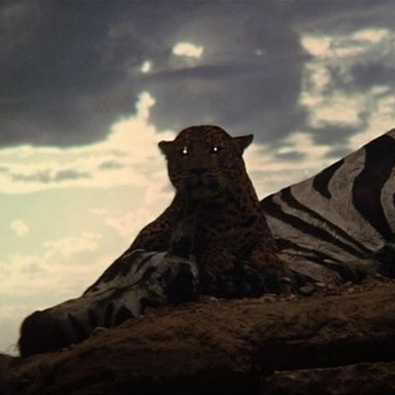 Gibboanxious's tweet photo. Ridley Scott has noted that the luminous eyes of the leopard in Stanley Kubrick's 2001 served as inspiration for the glowing eyes of the replicants in Blade Runner. https://t.co/xiwCNXVPTW