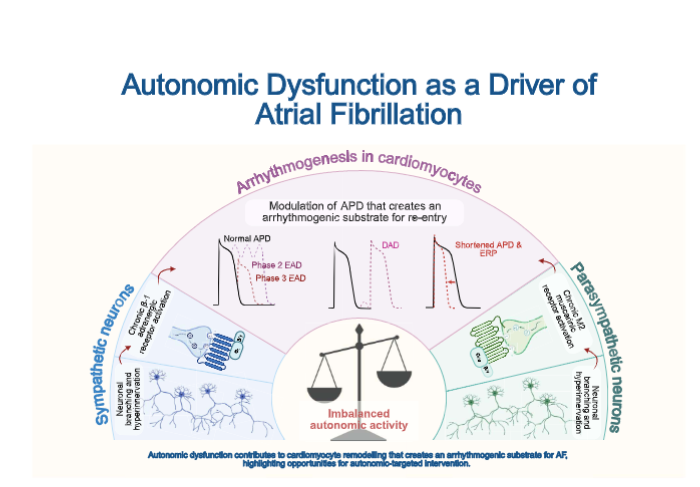 AJPCellPhys's tweet photo. There's a new #ArticleinPress about Cardiac #arrhythmias today! Autonomic Nervous System Dysregulation as a Driver of Atrial #Fibrillation: Pathways, Modulators and Therapies (Sutapa Saha et al. @VictorChangInst):
https://t.co/RHcOx8YQm9 https://t.co/1e5PydHfcG