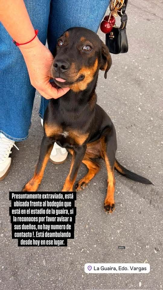PerroUsuario's tweet photo. Se presume está EXTRAVIADA por el estadio de la Guaira. Parece que no está resguardada. https://t.co/6TkyNfpxJ7