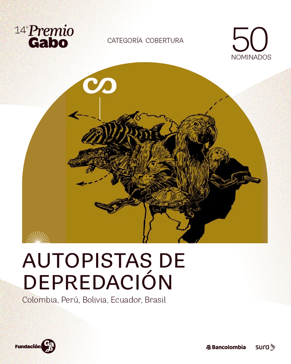 FundacionGabo's tweet photo. “Autopistas de depredación”, publicado por Santiago Wills, Bianca Padró Ocasio (@BiancaJoanie), Aramís Castro (@aramis19), Gianfranco Huamán, @IvanParedesT, María Belén Arroyo (@MariaBelenArro1), Arturo Torres (@Cascabelito09), João Felipe Serrão Ferreira, Nayra Wladimila, @marcoscolon y Raúl Zea (@monoespaciado) en @Casa_Macondo, @Ojo_Publico, @revista_nomadas, @revistavistazo, @CodigoVidrioEc y @amazonialatitud, nominado al #PremioGabo2026 🏆

Periodistas de cinco países hallaron que el tráfico de especies en la Amazonía supera con creces todas las estimaciones existentes. ➡️ https://t.co/HBj1U7eyZJ