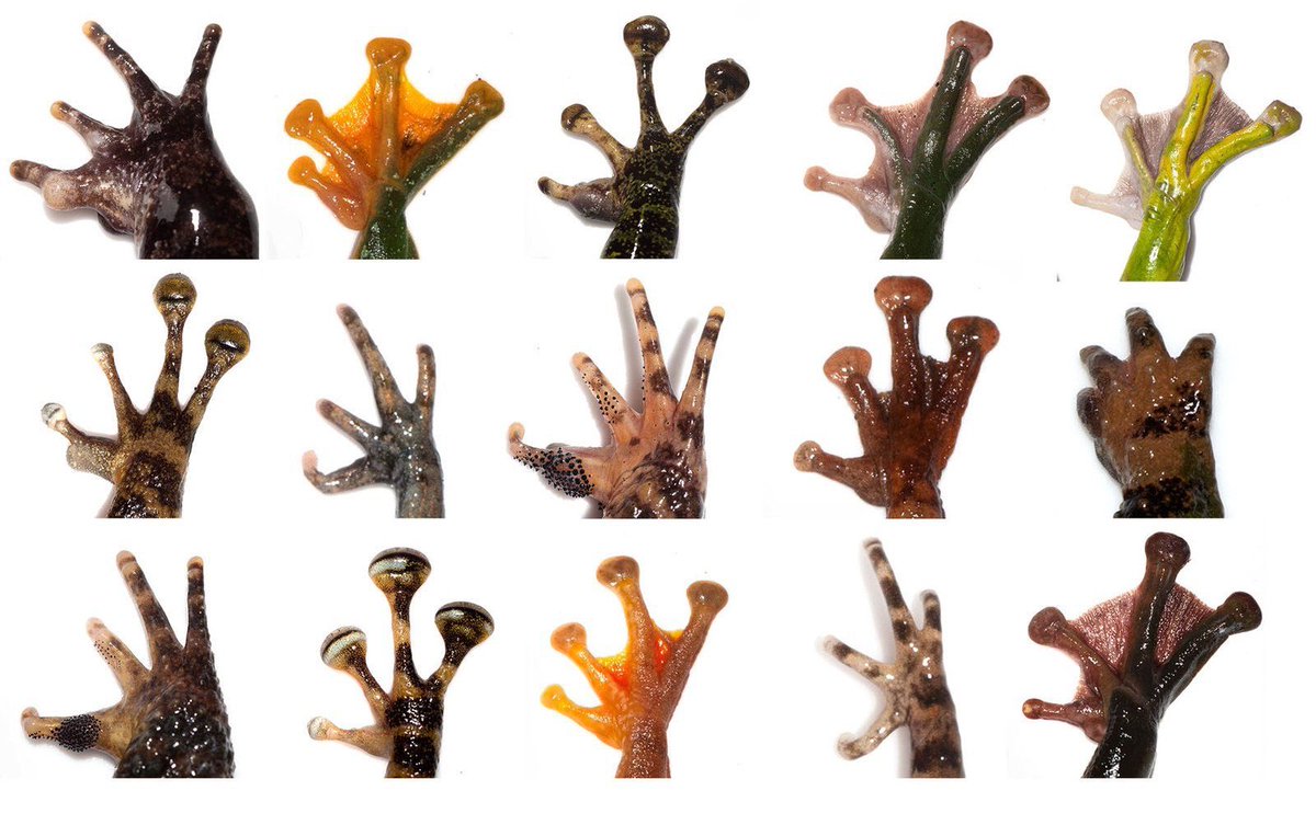 presentcorrect's tweet photo. Typology of Frogs Feet. 
https://t.co/PRyj5k2Oc7 https://t.co/1vsbs1ijPX