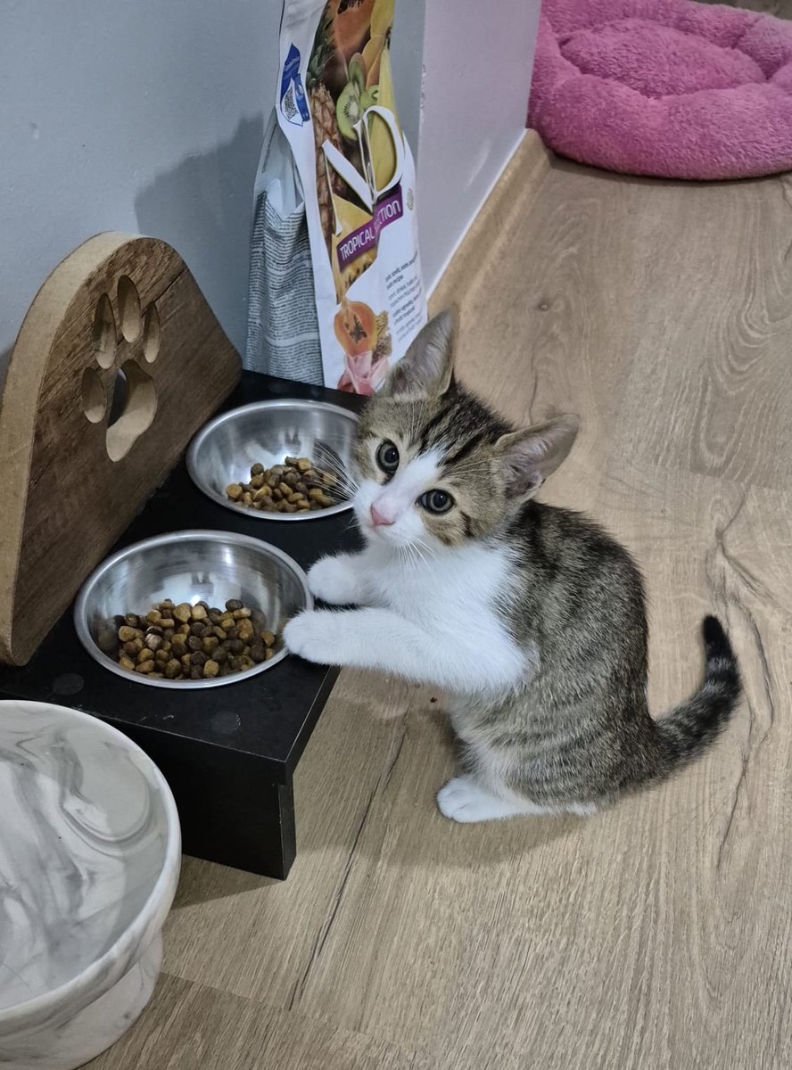 seniariyorken's tweet photo. Benim hala yuvam yoookkkkk 🥹
Topumu alıp geleyim mi evimize oynarız hep 🥰
2,5 aylık bir erkek yavruyum ailemi arıyorum 
İstanbul ve çevresi heeeyyy 👋👋👋 https://t.co/KKLrKAFcCH