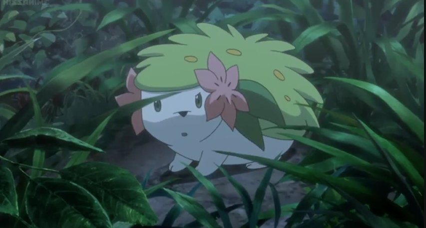 Shaymin tweet media