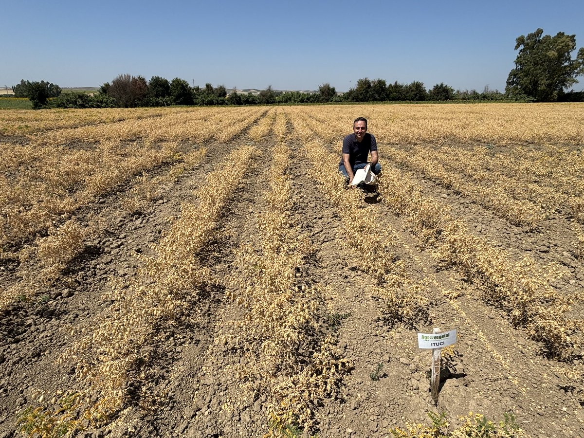 SolisMIgnacio's tweet photo. Hoy nos ha visitado el responsable de la empresa AGER S.A. que comercializa en Grecia nuestras variedades de trigo duro (Don Ricardo), trigo harinero (Rota y Tejada), triticale (Bondadoso, Valeroso, Rumboso y Airoso) y garbanzo (Ituci). 
@AgrovegetalSA https://t.co/1qY7IeVMgm