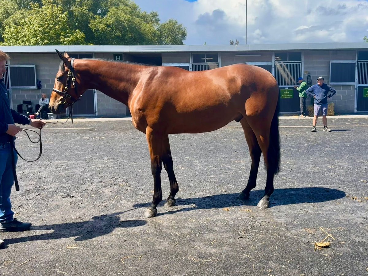 Harry05Derham's tweet photo. FOR SALE 

Purchased this week at the Goffs Arkle sale from a family that I know well, lot 140, a good looking son of Gentlewave, out of incredible broodmare Miss Bailly, dam to Romeo Coolio (3x Grade 1 winner), Ascending Lark (6 wins and Punchestown Festival winner), Julio Coolio and Bailly’s Comet (listed place at Cheltenham as a 4yo). The dam doesn’t miss. 

Having won 6 hurdles races in a row culminating with a Punchestown Festival victory with Ascending Lark I was keen to see her half brother at this weeks sale. 

He stands at 16 hands, looks as though he still has some growing to do, has a fantastic walk, a lovely action, great head and honest eye. The family are all late maturing and continue to grow so I believe he will mature into a fine stamp of a horse as has his family. 

He was purchased for €70,000. 

I felt that Ascending Lark was as good a horse as I’ve had through my hands and she never got the chance to show just how good she was. This gelding comes from an amazing  family and I am excited to see what he can do in the future. 

Do get in touch with either me or Ed Bailey for more details.