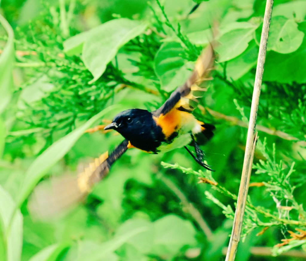 tjmitche's tweet photo. Elusive little Redstart https://t.co/3EOC8OM74i