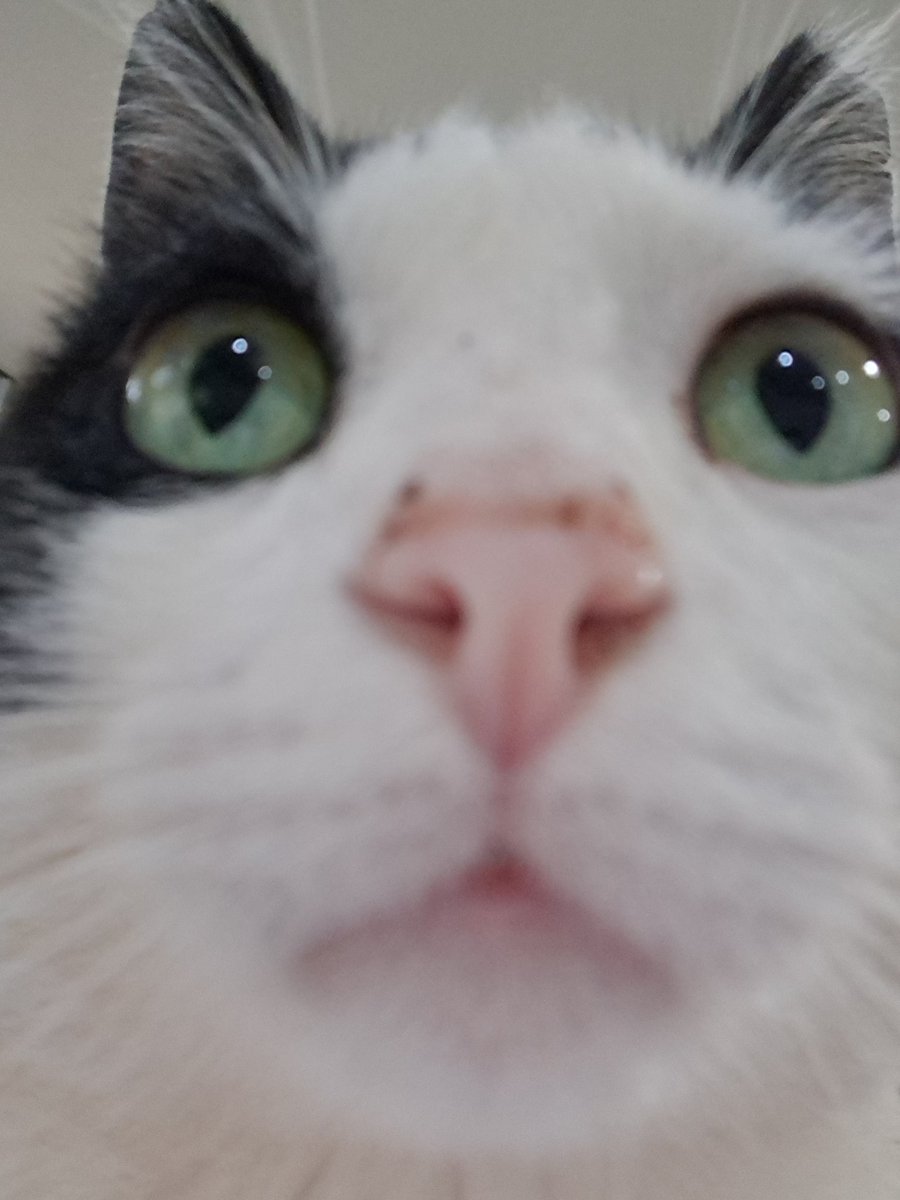 caxcol3's tweet photo. Gato travado no botânico https://t.co/YailUKcp8c