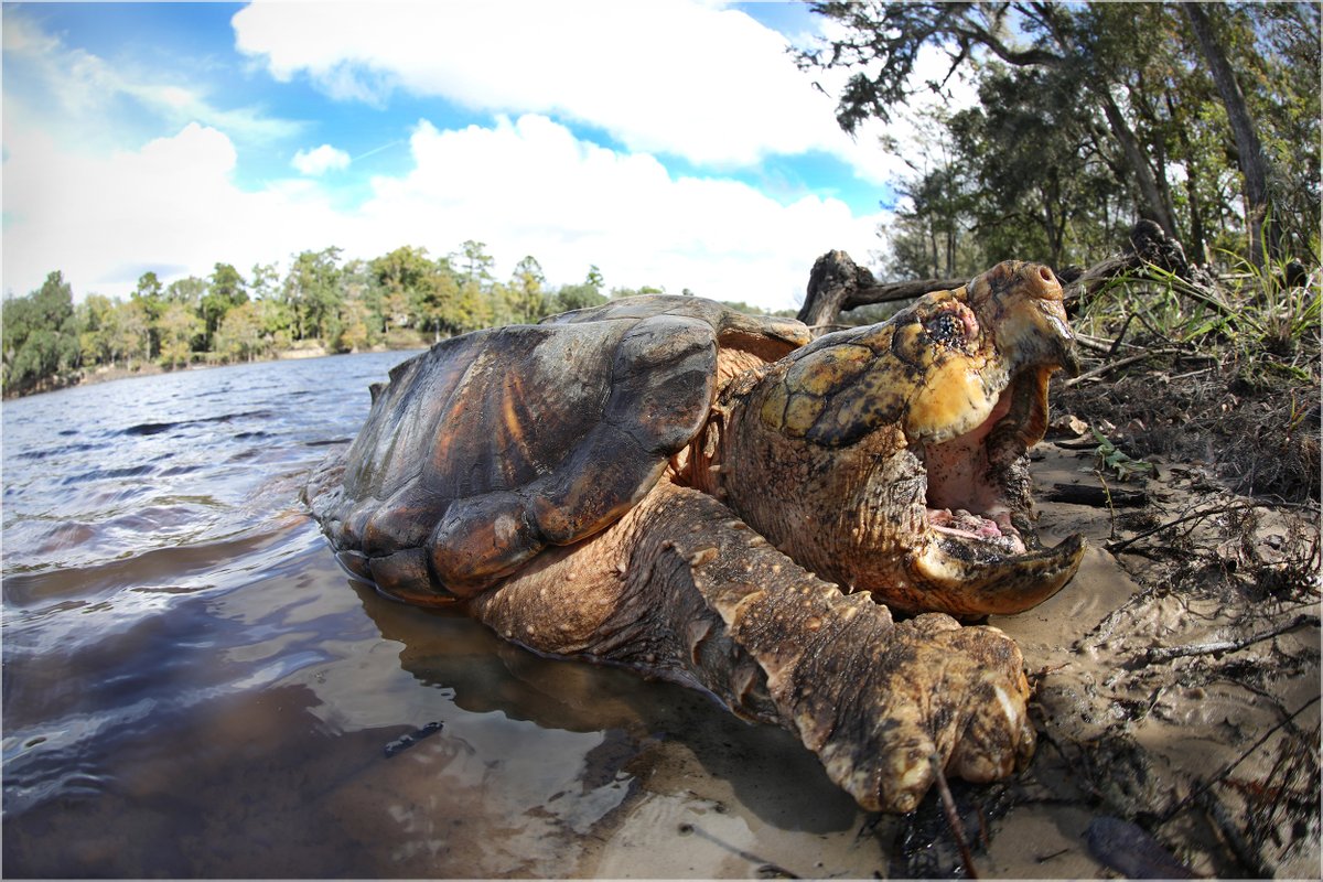MyFWC's tweet photo. Step Into Your #TurtlePower

While freshwater turtles are found throughout Florida, they face dangers from vehicle strikes, diseases, and illegal poaching. Here are some ways to power up your turtle conservation efforts to help this #WildTurtleWeek.

Photo credit: Jake Scott https://t.co/Bd75RNNAS0