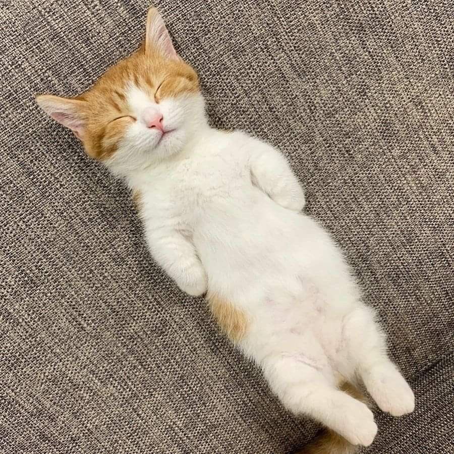 jwonmyheart_'s tweet photo. 💤💤💤 https://t.co/37ZeUczrix