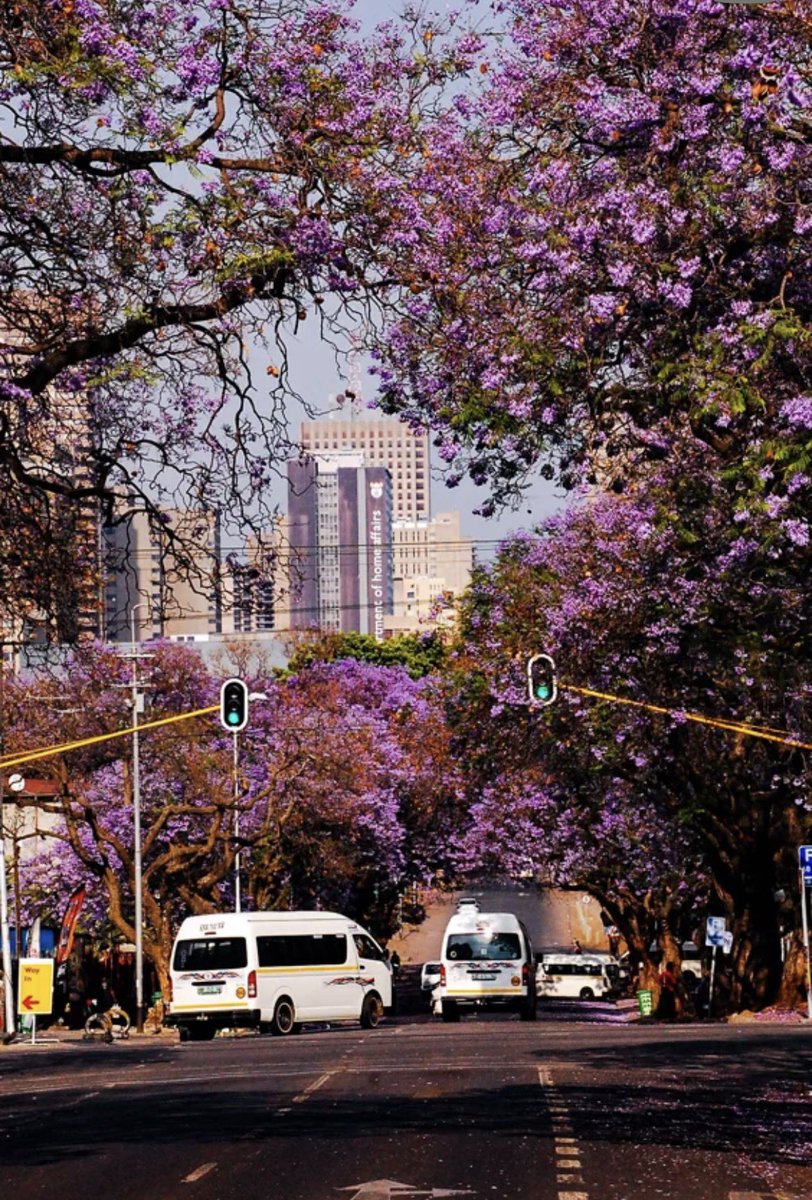 datguyabdull's tweet photo. South Africa is home to the world’s largest manually operated “green” urban forest. https://t.co/mvfuPKxbOc