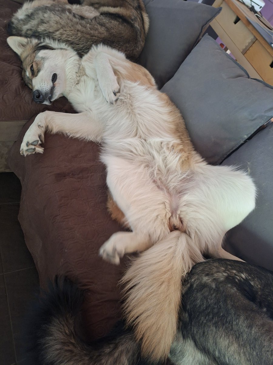 neutral_af's tweet photo. Dog sitting Skaya, the biggest couch hog of Jórunn's babies https://t.co/1xIMdL8962