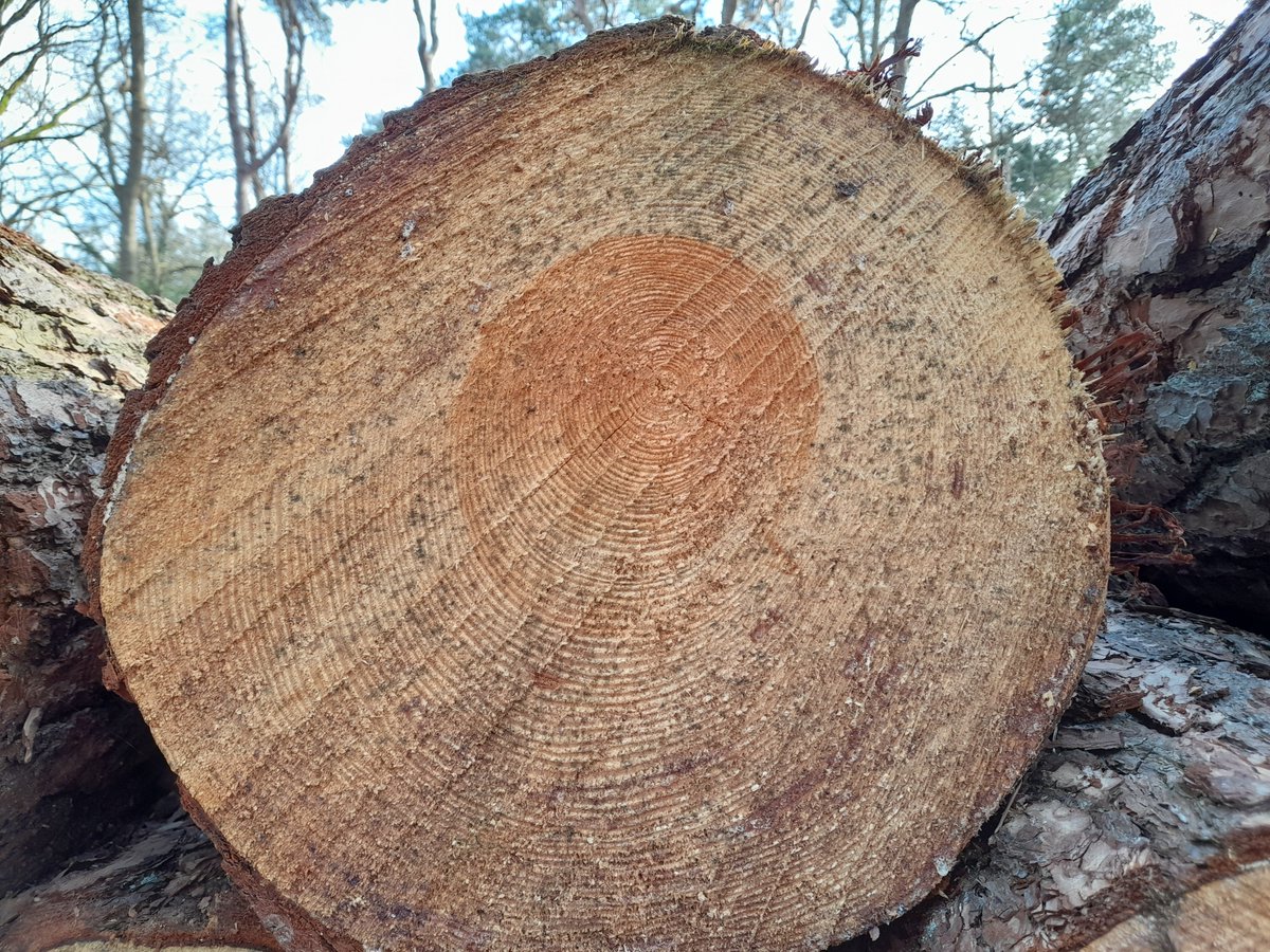 Gerritjtop's tweet photo. @PGrasspriet En op deze foto kun je aan de jaarringen zien dat de stikstofuitstoot gedurende het leven van de in 2022 gekapte boom niet is veranderd....... https://t.co/zi5oHTwNS5