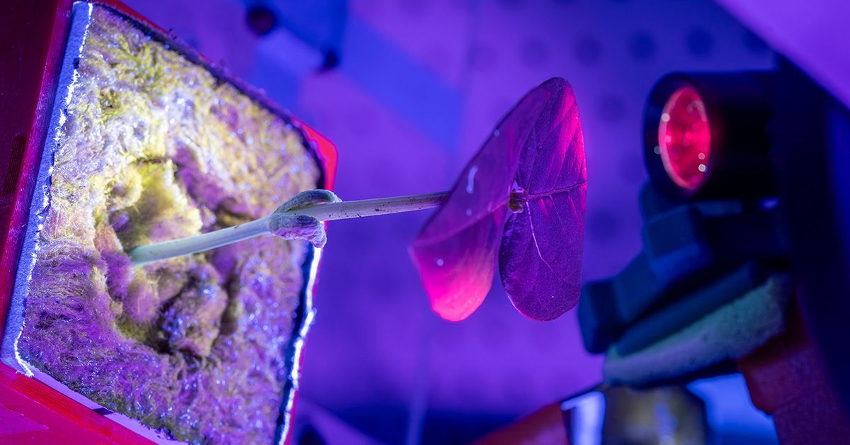 DanielNorero's tweet photo. En una misión a Marte, reabastecer medicamentos no es opción.

¿Y si las plantas fueran biofábricas vivas para producir terapias a demanda en el espacio? 🌱🚀

En @UCSanDiego prueban cómo “cosechar” compuestos farmacéuticos sin destruir la planta 

🔗https://t.co/2QzrqcYOdK https://t.co/gvvt3ne5mr
