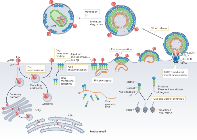 NatureRevMicro's tweet photo. New online! Mechanisms of HIV-1 assembly, release and maturation https://t.co/p65PCeRM0o https://t.co/16tDqFhZl9