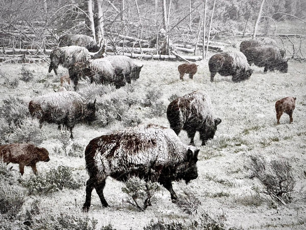 MattDevittWX's tweet photo. JUNE SNOW! ❄️ New pictures show a Winter Wonderland across #Yellowstone National Park over the past 24 hours with snow covering trees, roads and even some  bison too! Credit: Jeff Gray (left) and Paul Little (right) https://t.co/o7iUOwOyOl