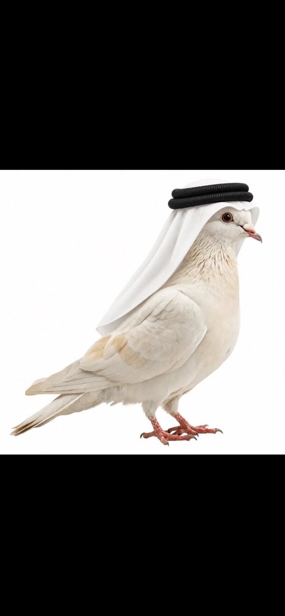 mayedomar_'s tweet photo. @MDeaifis @Sharjawi_83 اسأل هذا الطير https://t.co/0McTj9rLh8