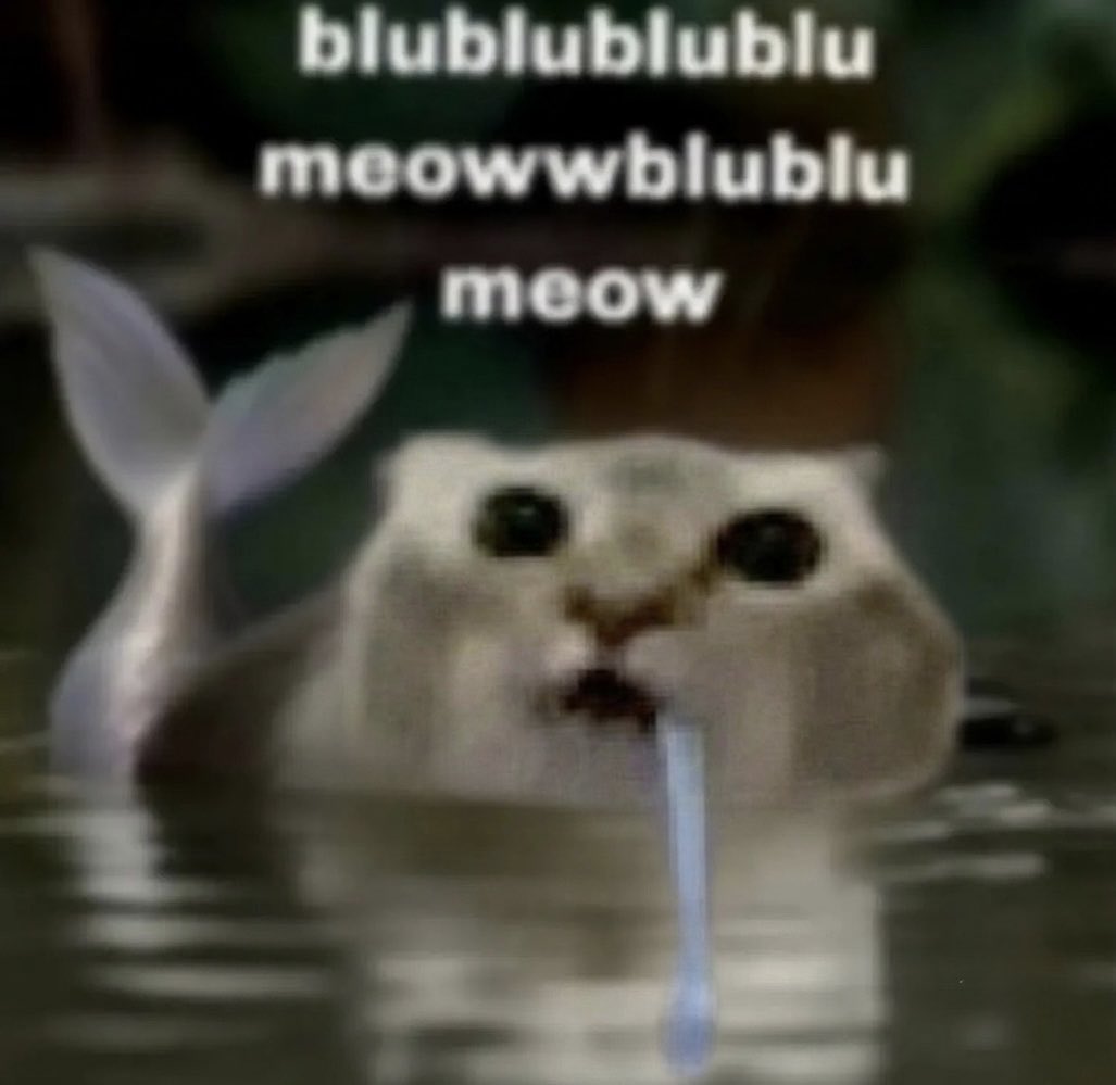 cat memes tweet media