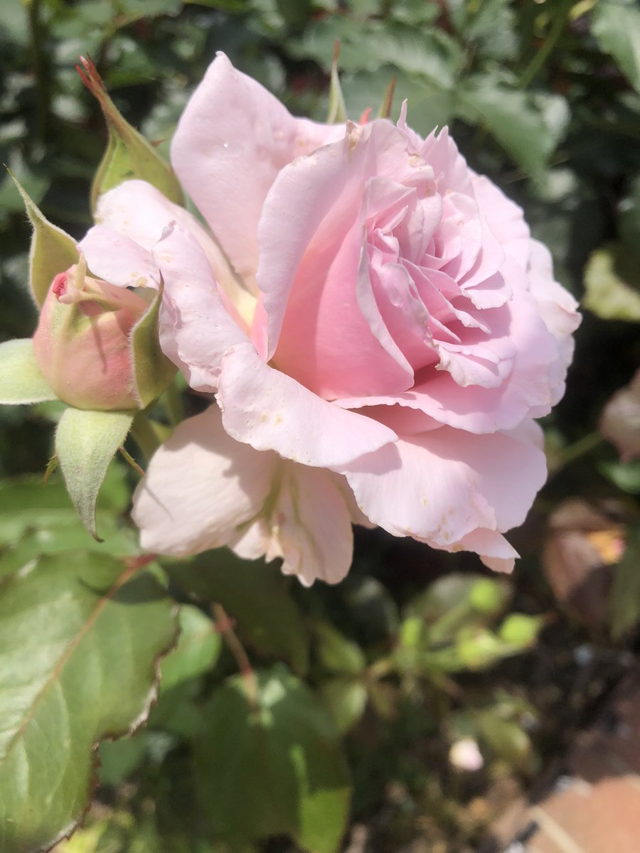 nemurihimeno's tweet photo. おはようございます✨

サマーウィンド

北九州市響灘緑地グリーンパーク
バラ園🌹　2026.6.6 https://t.co/BvrM3gDUX8
