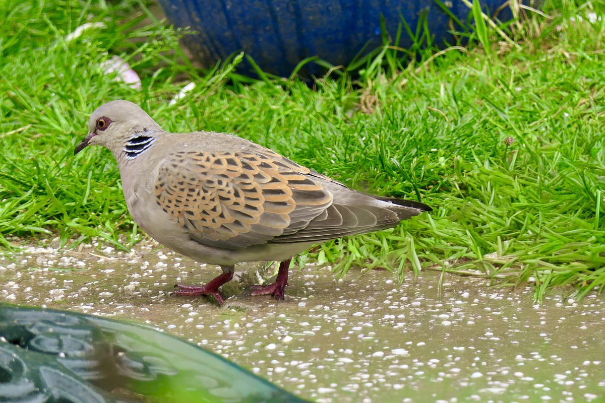 compasswing's tweet photo. @SaveTurtleDoves @wildlifebcn 
Todays visit. https://t.co/wad7WwJuSv