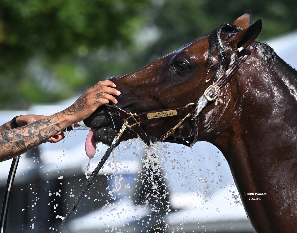 francesjkaron's tweet photo. Golden Tempo's unnamed 2yo half-brother (Nyquist/Carrumba) meets the paparazzi. https://t.co/gqqKWduMyg
