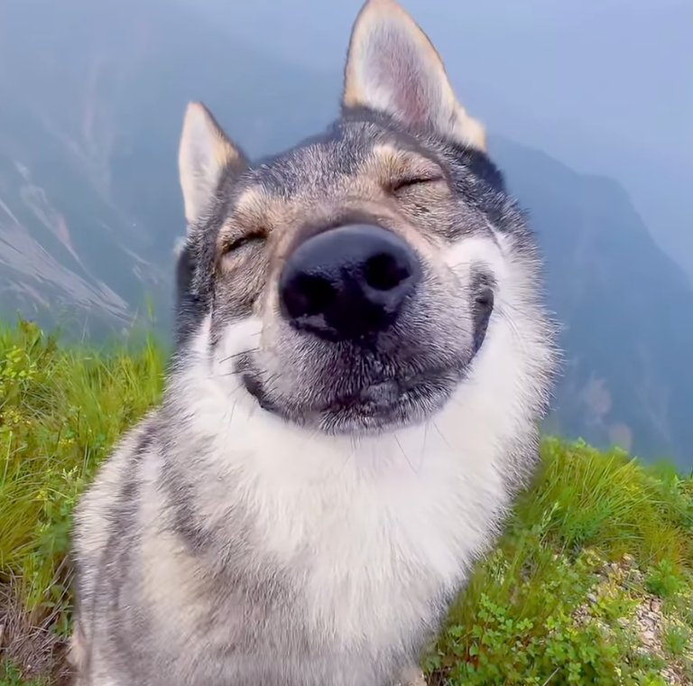 _a20m_'s tweet photo. one day i will travel the world and snuggle up with a Husky-wolfdog that looks at me like this https://t.co/wFJe4iYjRC