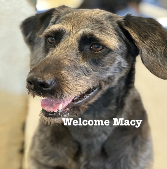 CityDogsDC's tweet photo. A warm welcome to our new pups!!!♥️ https://t.co/sYs5gk1hMW