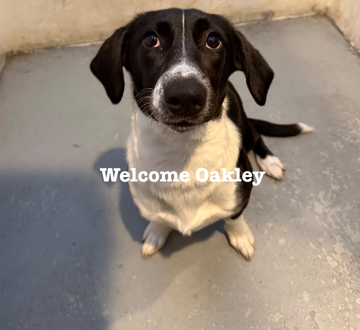 CityDogsDC's tweet photo. A warm welcome to our new pups!!!♥️ https://t.co/sYs5gk1hMW