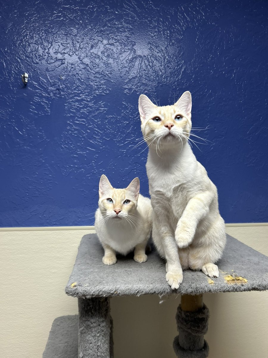 okhumane's tweet photo. Adopt Onyx &amp; Simba! 
These bonded boys are 11 months old &amp; looking for a home together! These bonded brothers are full of personality, playfulness, &amp; affection. Visit the OK Humane Adoption Center at 7500 N Western Ave. or email adoptions@okhumane.org if interested in adopting. https://t.co/tiLerO4cU0