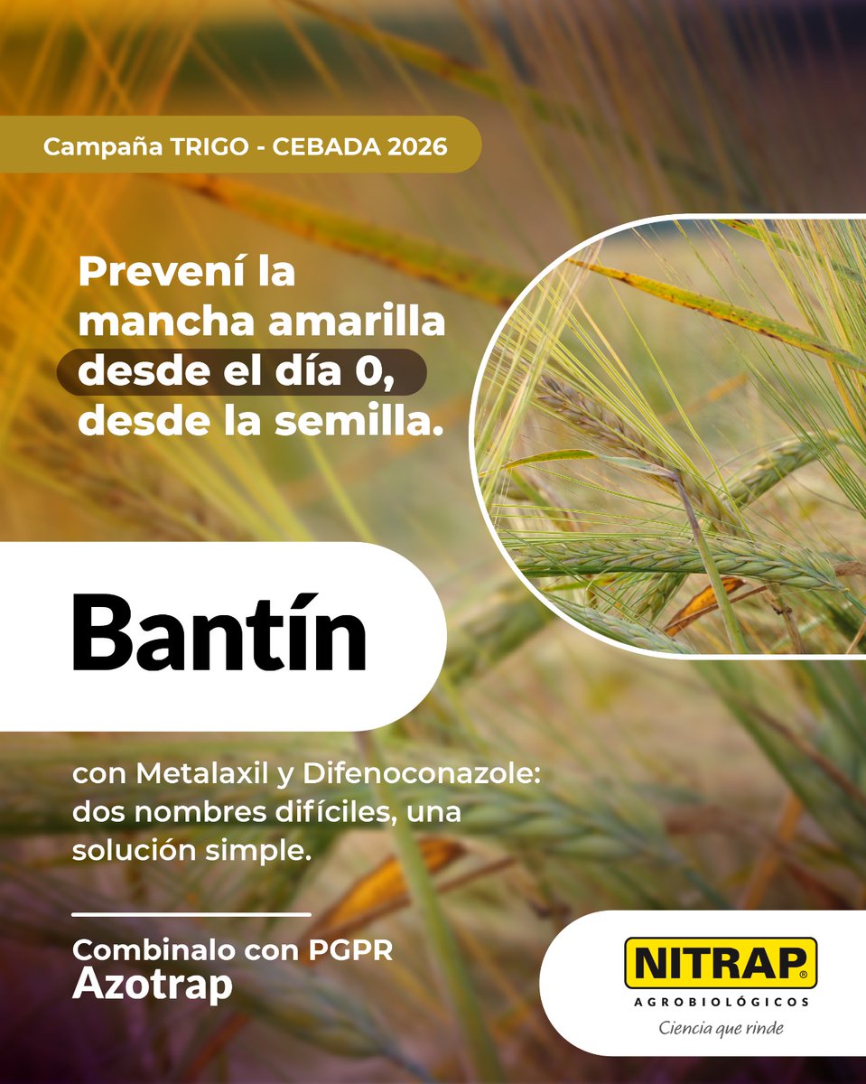 Nitrapagro's tweet photo. 🌾 Sembrar #trigo sin un #curasemilla es correr el riesgo de tener #ManchaAmarilla.
✅Con #BANTÍN podés prevenirla. Acción sistémica de #Difeconazole + #Metalaxil. Podés sumar #Azotrap -#Azospirillum- para lograr cultivos con mejor potencial desde la raíz.🌱
#NitrapAgrobiológicos https://t.co/YyFcFuAgxA