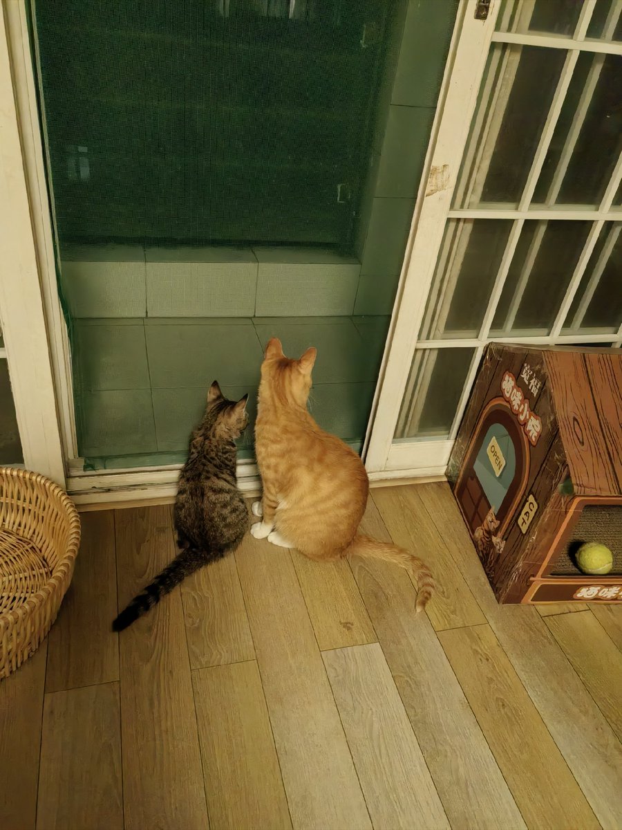 MuhammadHasanRo's tweet photo. Just wrapped up a quick morning walk through the downtown alley—discovered a cute cat napping on a crate and a hidden flower stand. Small adventures hit different! https://t.co/qNkiDrWTcV
