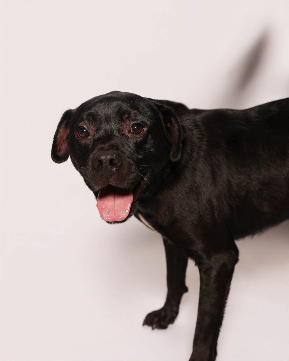 cityofedinburg's tweet photo. 🐾 Meet Techno! He’s a gentle, snuggly 2-year-old Terrier mix who loves kids, other dogs, and treats. Heartbreakingly, he has spent 394 days in the shelter and is so ready for a real home. 🥺❤️
Can you open your heart to this sweet boy?
📍 Meet him today at PVAS: 2451 N. Exp. 281 or 2501 W. Trenton Rd. (Open daily 12-6 PM)