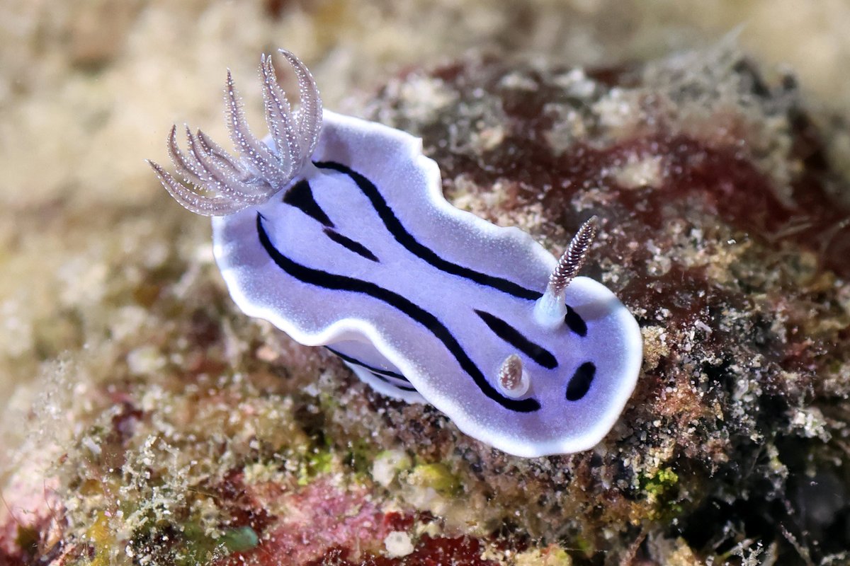 Mostly_Macro's tweet photo. Sea Slugs seen near the island of Ishigaki, Japan. https://t.co/XYA1lRcqTx