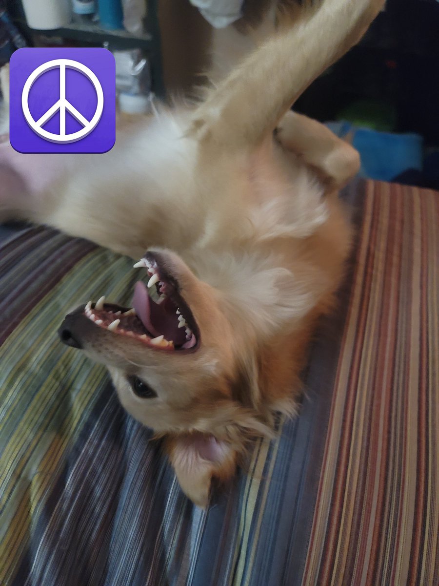 LvValiant's tweet photo. @Windi_52 All Dogs are Service Dogs☮️ https://t.co/oCHY8CsCMt