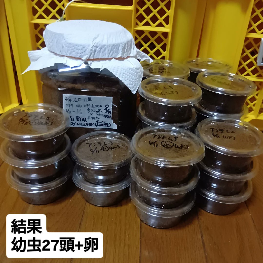 k_extra_game's tweet photo. 産卵セット（マット単）
アンタエウスオオクワガタ
KBファーム フェロールマット
♀:3/22〜5/11まで投入（1ヶ月置いて割り出し）
以前投稿したセットを少し早いですが割り出しました。結果は画像の幼虫27頭+卵（ボトル）でした。譲渡先での良い活躍を祈ります。
#アンタエウス #オオクワガタ https://t.co/4iC00NDnN1