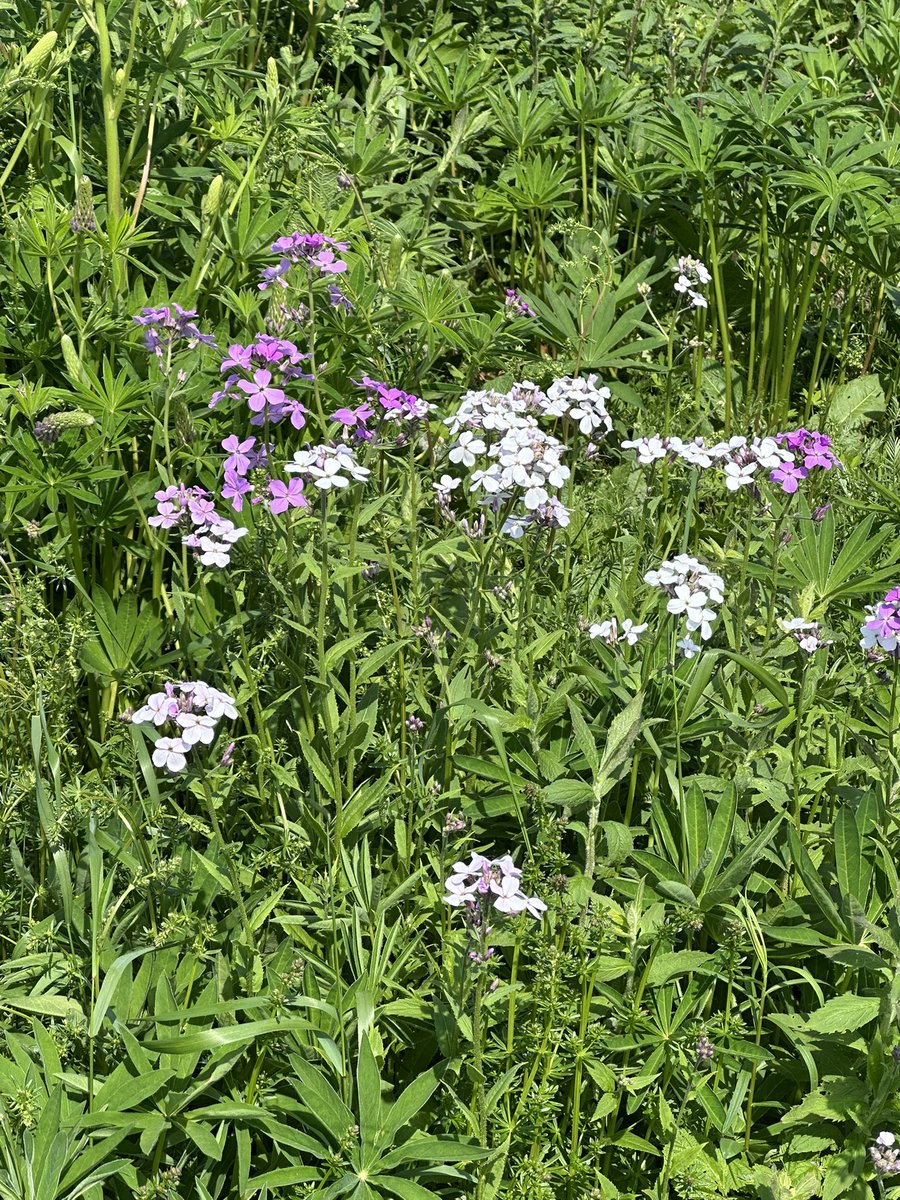 PEISELECT's tweet photo. りんごの花やたんぽぽもほぼ終わり、そろそろルピナスと花ダイコンの季節になってきました🫪
ちょっと外(ツアー)に出ていないと、あっという間に季節が移り変わっています。
ここ数日は、25度前後の暑さ(と言っては、日本の皆様に失礼🙇🏻‍♀️)🥵
でも、明日からまた15度前後の気温に戻るようです💦暑さが苦手な私にとってはありがたい😓😮‍💨

#プリンスエドワード島 #ルピナス #そろそろ初夏