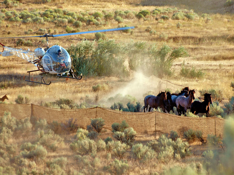 bou__008's tweet photo. Did you know wild mustangs are being aggressively rounded up off public lands? High-stress gathering events shatter bonds and disrupt social systems that horses spend their lives a part of.

Remember: Wild horses aren't desensitized to unfamiliar objects as domesticated ones are. https://t.co/Ofdtxi6C8P