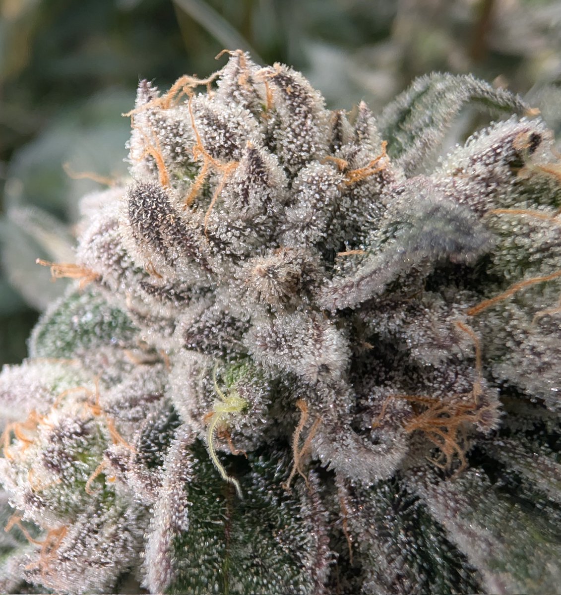 Valley_Pure_'s tweet photo. Red Hotz coming to a Valley Pure near you! #redhotz #valleypure #indoor #cannabis #realtesting #locallygrown #tularecounty https://t.co/jBxMcs9K8u