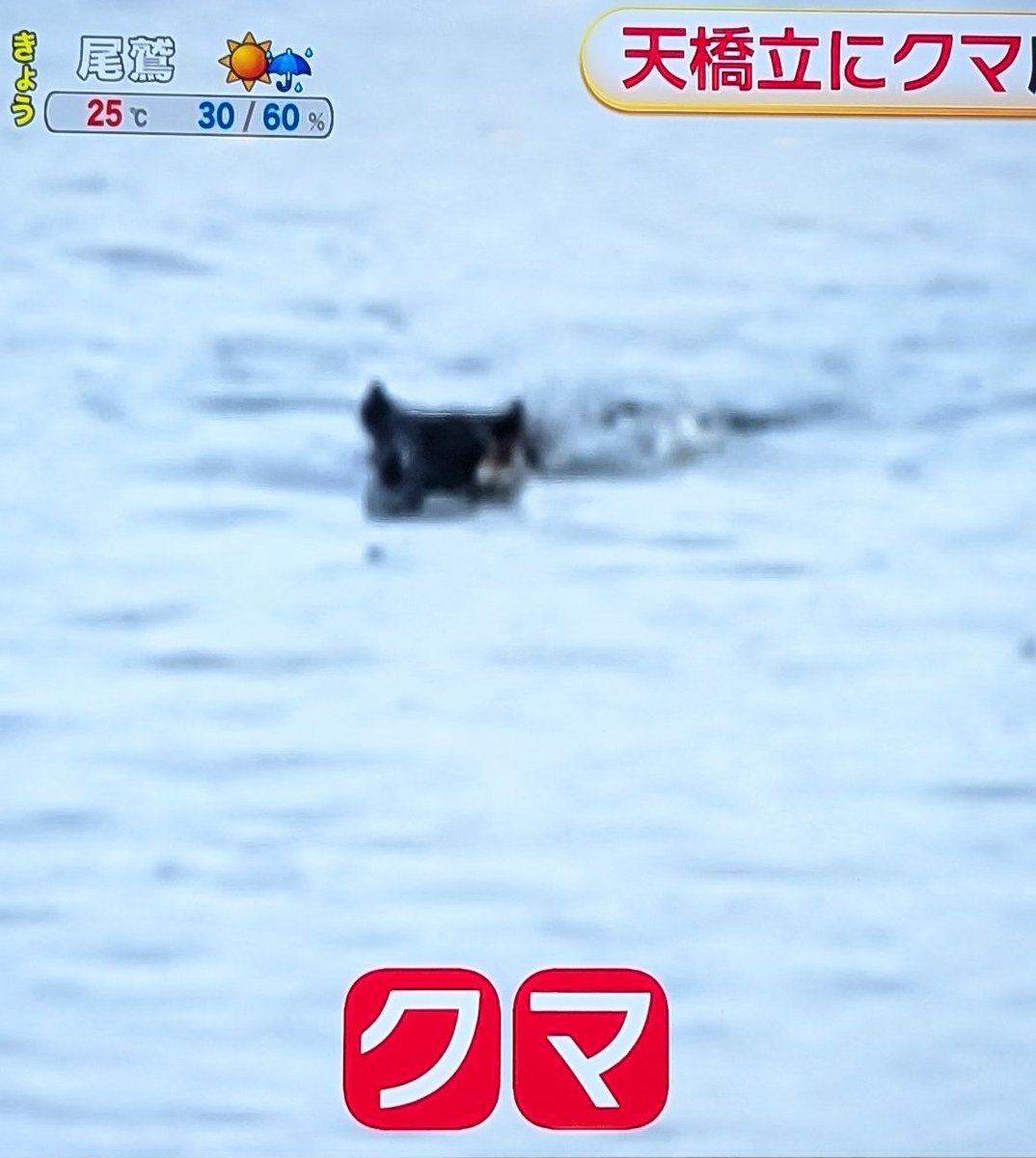 nyasuke_road's tweet photo. くま　クマ　熊 https://t.co/q2QOwhLaAj
