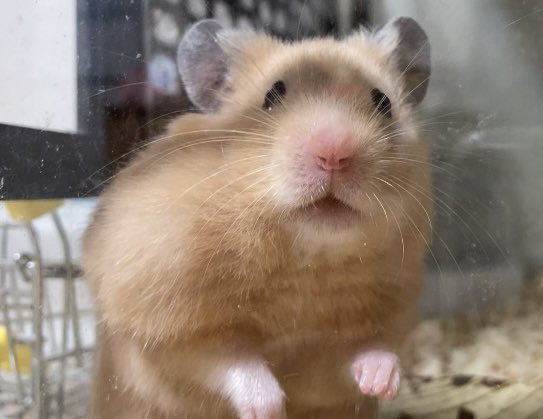 yukiwataoha4's tweet photo. あぶらあげさんの色々🐹 #ハムスター #あぶらあげさん https://t.co/X6ujYc9HNk