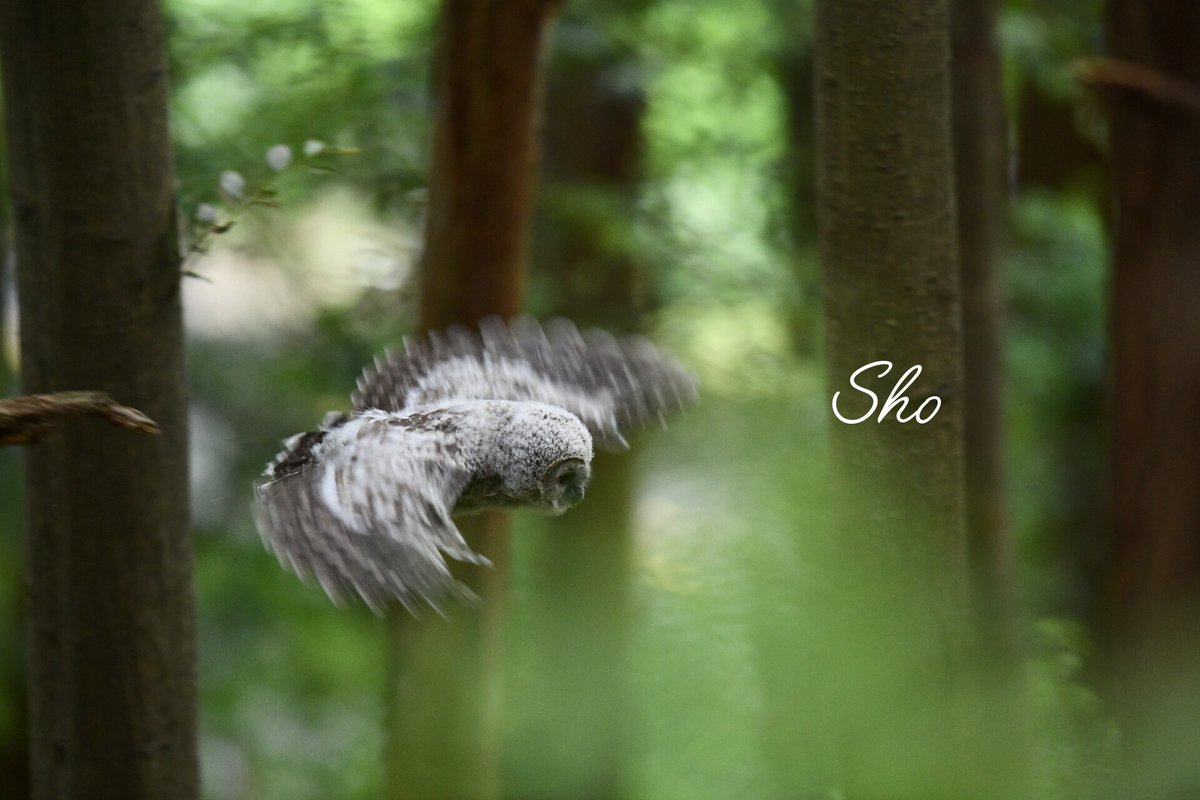 CH0WIVNmXoc0ucP's tweet photo. 森を翔ける🦉🌳

猛禽曜日おはようございます🦉☀️
今夜から夜勤頑張ろう🫠 https://t.co/X0k1qWXF3O