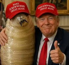 WattsMort's tweet photo. SCREW TRUMP WORM #screwworm #TrumpIsAPedoRapist #TrumpIsTheEnemyWithin #TrumpPedófilo #screwed #worm https://t.co/GkZzaP4f3E