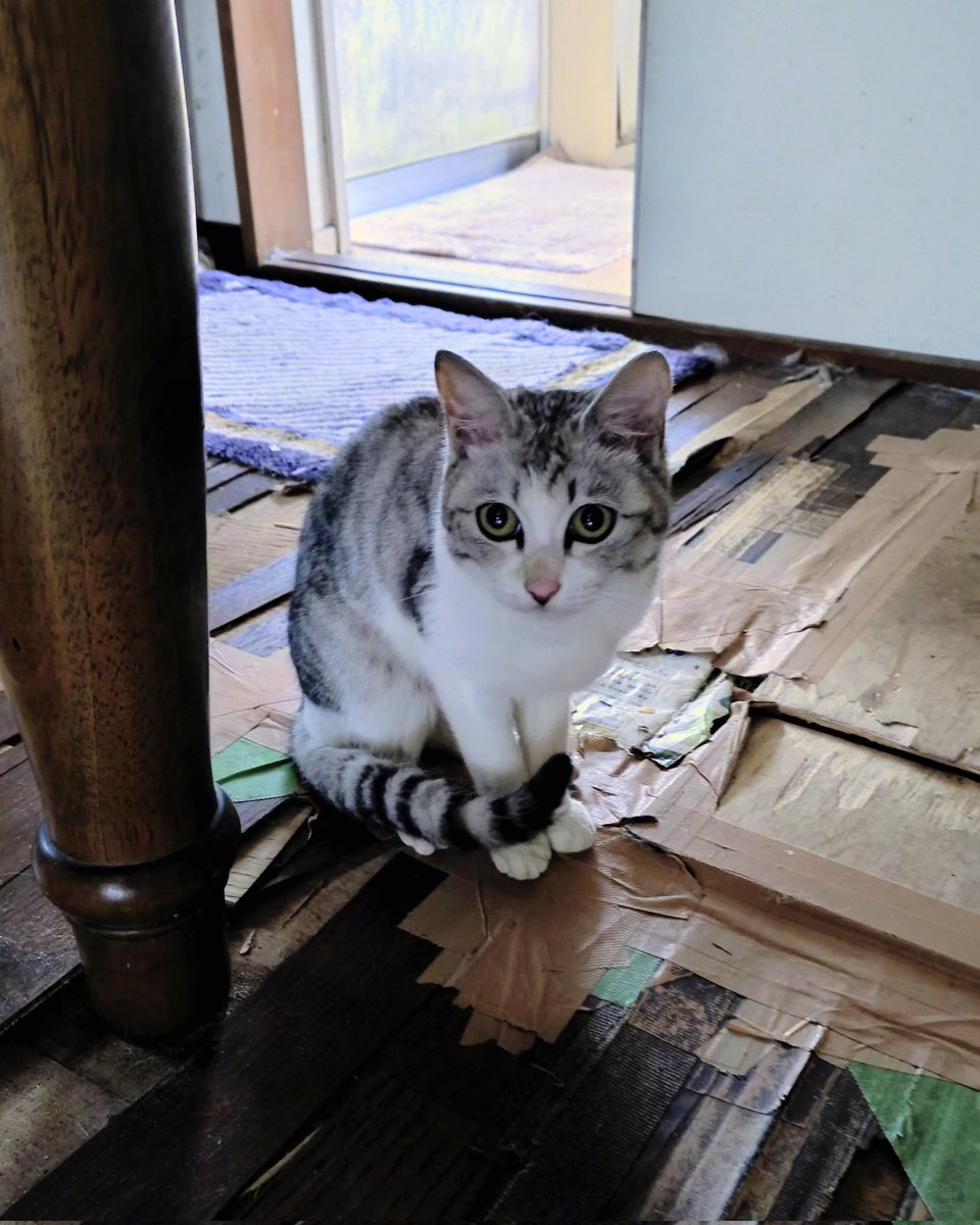 trg1516F's tweet photo. 『２匹の里親募集』
依頼があり、２匹の姉妹猫をＴNＲをするために捕獲し、愛護センターでの手術から昨日戻って来ました🐾🐾
愛護センターでの避妊手術後にリリースする予定ではありましたが・・・大人しくて可愛いので里親また引き取り先を少しの間探してみます！

２匹とも女の子で４歳位の姉妹です
子猫の頃から餌やりさんの敷地内でお世話されて家も出入りしているため、人に慣れています。
今は知らない人に連れられてケージに入れられてるので怖がっていますが、それでも撫でると喉をゴロゴロ鳴らしてくれます😺
きっとお家猫として穏やかに過ごせると思います😊
※ちなみに１歳のキジシロ男の子(４枚目の動画)もおりまして、その子も里親募集します

餌やりさんは生活が困窮しており、最近はフードをほんの少しずつしかあげれていないそうです
実際、自分が軽くフードをあげてみたらすごい勢いで食いつきました💦

近所は猫嫌いの人が多いらしく、過去には毒餌による虐待もあったそうです。餌やりさんもなるべく家の中に居させていますが、2人暮らしの母親の方が認知症のため戸締まりが難しく、どうしても外に出てしまうそうです

２匹一緒が理想的ですが、もちろんどちらか１匹でも構いません！

希望があれば、ウィルス検査とワクチンの初期医療を行いますので、ウィルス検査の結果次第で最終的に決めていただければと思います。

お問い合わせは、DMかメールにて
anisapoclub.05.19@gmail.com

#拡散希望
#里親募集
#キジシロ
#サバシロ
#預かりさん募集
#さくら猫プロジェクト
