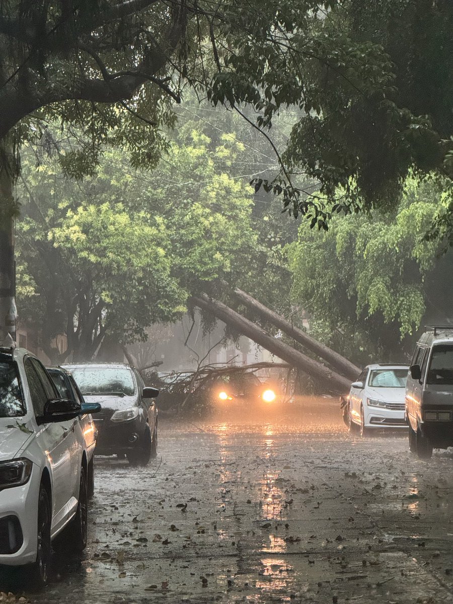 VargasRodrigo91's tweet photo. Ayuda en la calle Gobernador Rafael Rebollar, colonia San Miguel Chapultepec @AlcaldiaMHmx tenemos un árbol caído https://t.co/DN6CacqlVZ