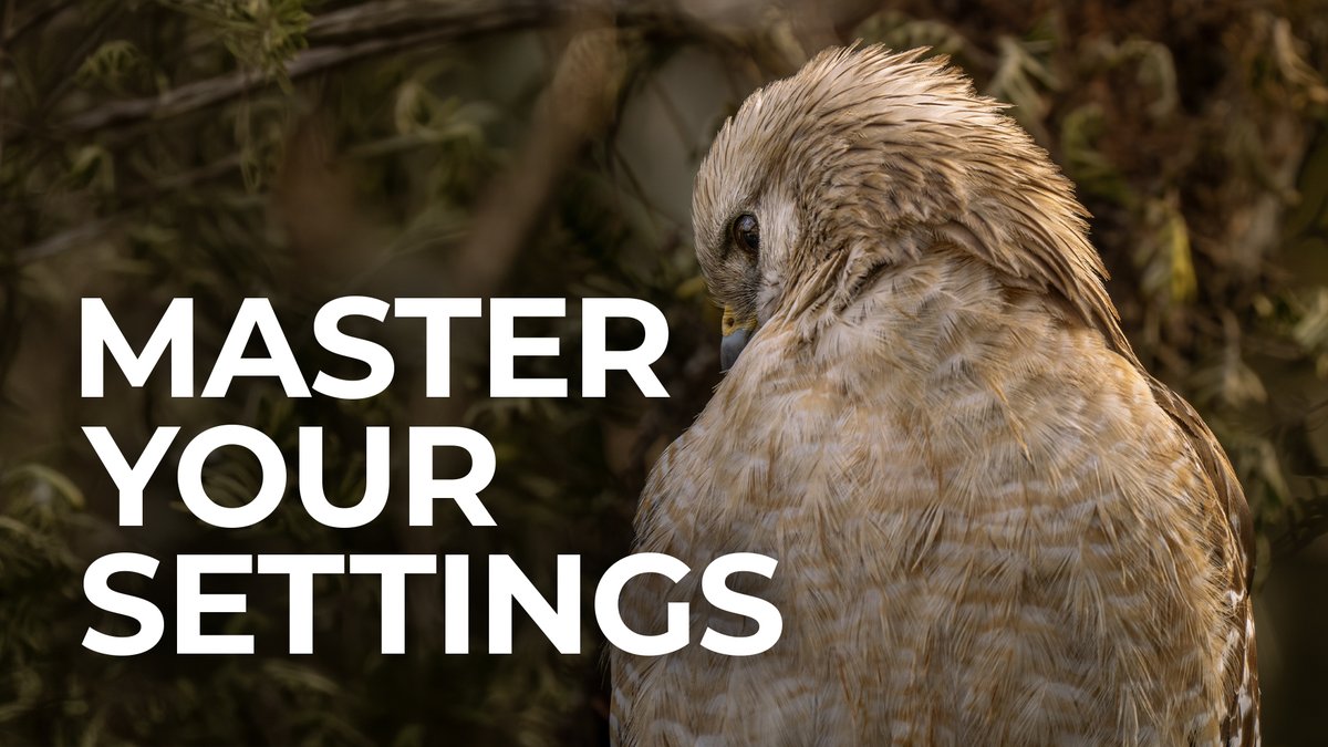 bhphoto's tweet photo. Are your camera settings giving you the best possible results? Guess there's only one way to find out: https://t.co/byWGLt1S0Q https://t.co/ICoxrh7Tke