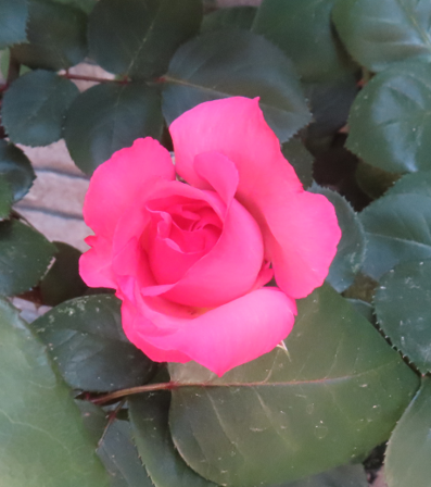magosaki_ukeru's tweet photo. バラ、千鳥ヶ淵交差点脇交番前、10日位前撮影。他の花を紹介している間に花は消得てしまいました。 https://t.co/O22Xn4H3AH